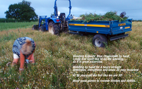 kobashi Lynda weeding chamomile