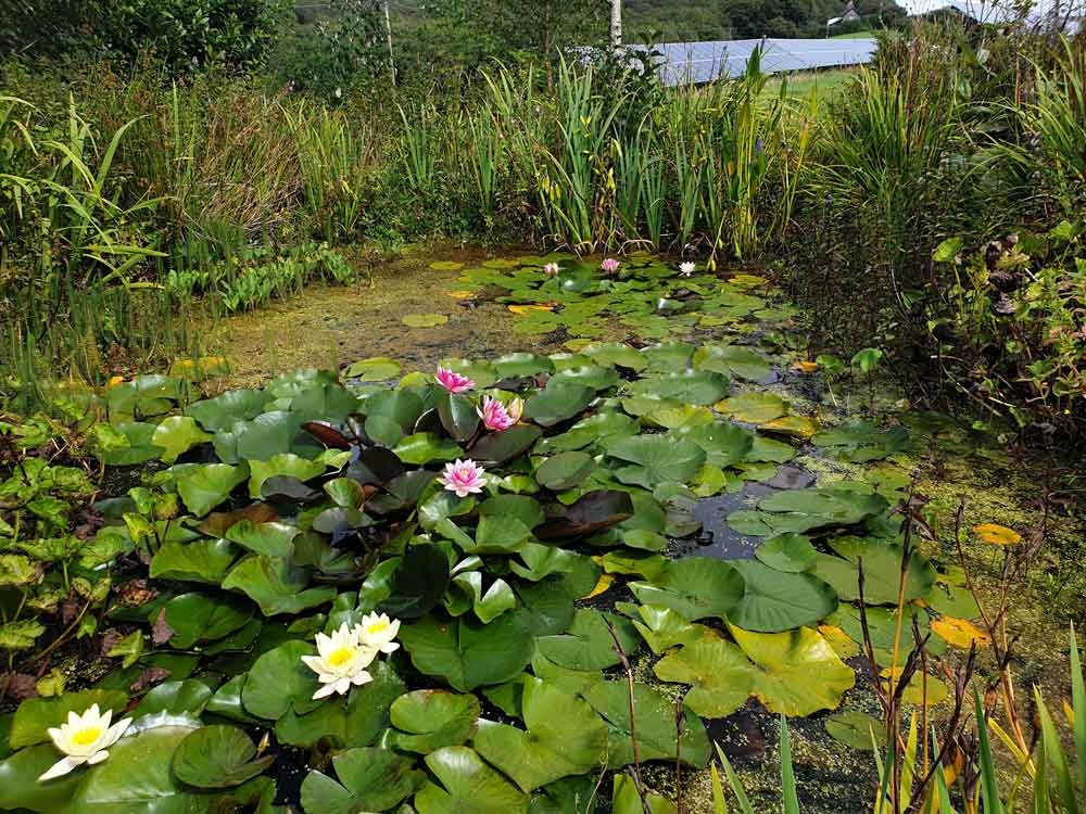 kobashi-pond-art